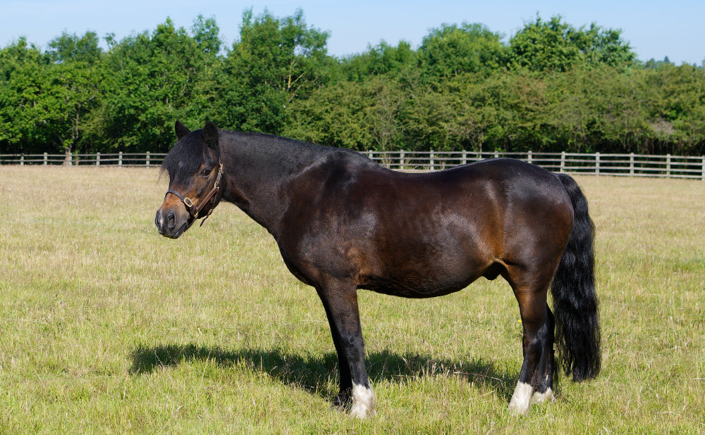 Chigwell Riding Trust